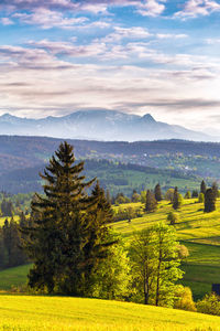 Scenic view of pine trees on field against sky