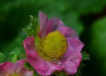 Close-up of water drops on pink flower