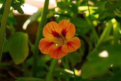 Close-up of orange flowering plant