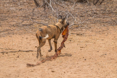 Side view of horse running on field