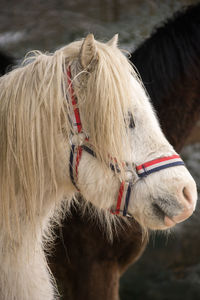 Close-up of horse