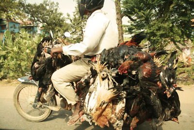 Full length of man riding motorcycle with roosters