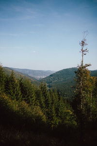 Scenic view of forest against clear sky