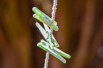 Close-up of pegs  hanging on rope