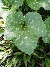 Close-up of fresh green leaf