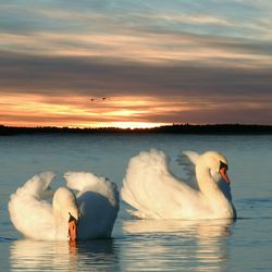 Swan on sea against dramatic sky during sunset