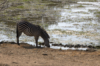 Side view of zebra drinking water
