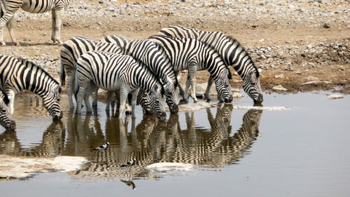 Zebra drinking water in puddle