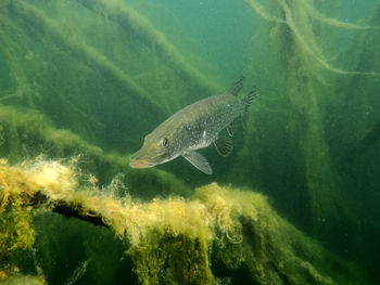 Fish swimming in sea