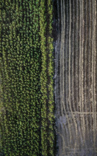 Full frame shot of agricultural field