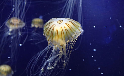 Close-up of jellyfish swimming in sea