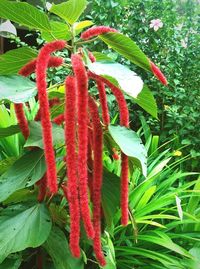 Close-up of red flowers