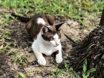 High angle view of cat on field