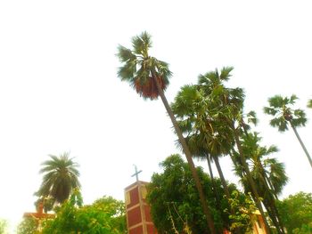 Low angle view of trees against clear sky