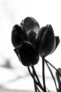 Close-up of flowers