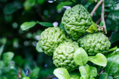 Close-up of green plant