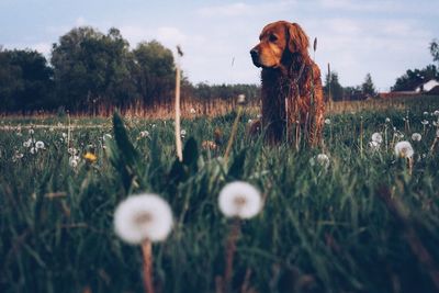 Close-up of dog on field against sky