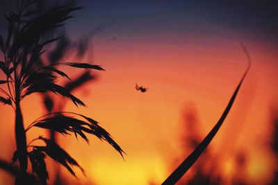 Close-up of silhouette bird flying against sky during sunset