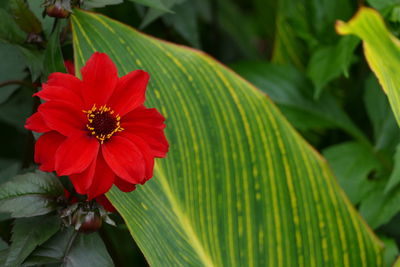 Close-up of red flowering plant