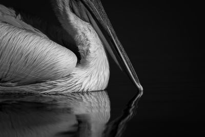 Close-up of pelican