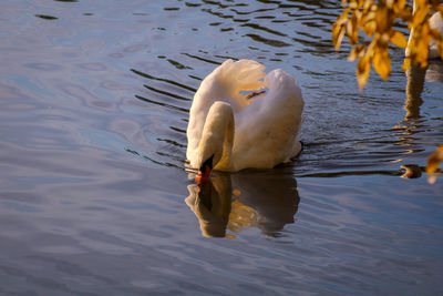 Swan floating in a lake