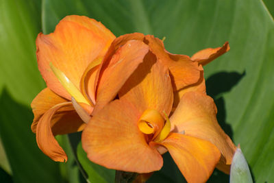 Close-up of yellow flower