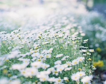 Close-up of plants growing on field