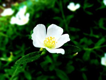 Close-up of white flower