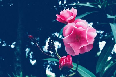 Close-up of pink rose flower