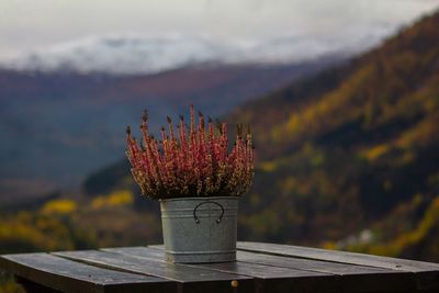 Close-up of pink flowering plant against sky