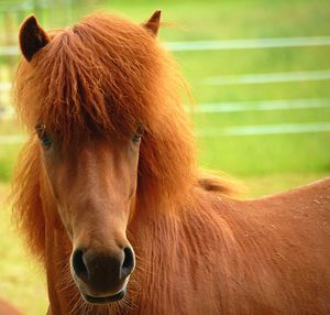 Close-up of horse on field