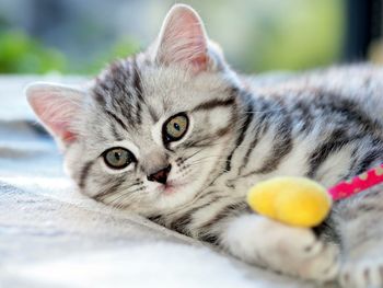 Close-up portrait of cat