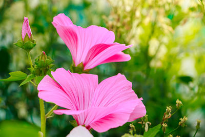 Close-up of pink flower
