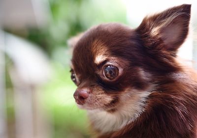 Close-up of dog looking away