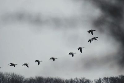 Bird flying over the sea