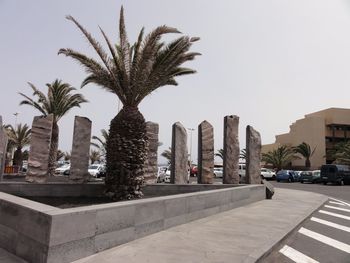 Low angle view of palm trees