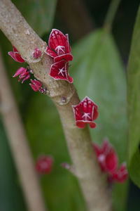 Close-up of pink flower