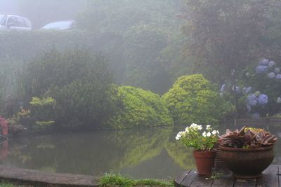 Potted plants by lake