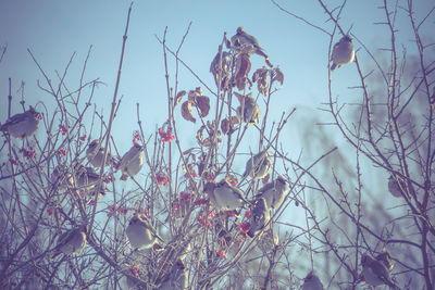 Close-up of dry plants against sky