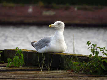 Close-up of seagull perching on a lake