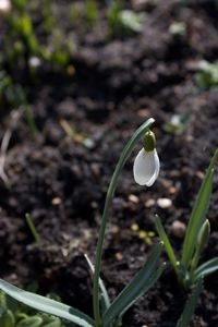 Close-up of white crocus flower on field