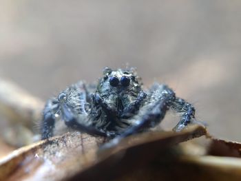 Close-up of spider