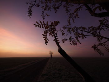 Silhouette plant on land against sky during sunset