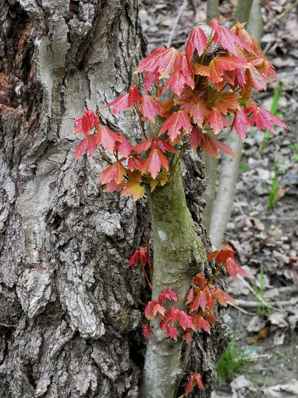 plant, tree trunk, trunk, growth, close-up, beauty in nature, nature, day, tree, no people, focus on foreground, plant part, outdoors, leaf, fragility, red, vulnerability, flower, flowering plant, botany, change, lichen, bark