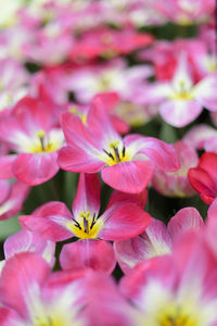 Close-up of pink flowers blooming outdoors