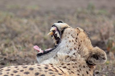 Close-up of lion yawning