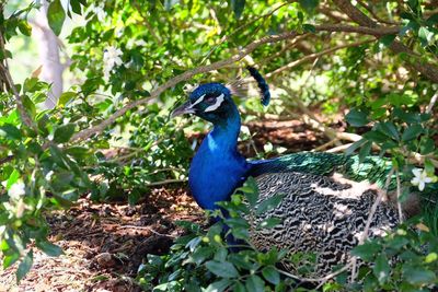 Close-up of bird perching on tree