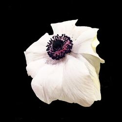 Close-up of white flower against black background