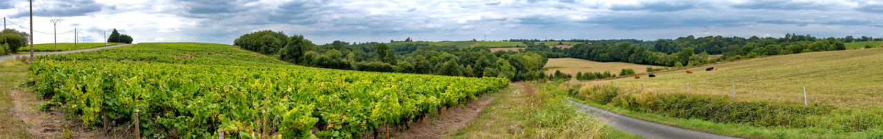 Panoramic shot of agricultural field against sky