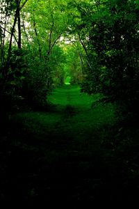 Scenic view of forest against sky